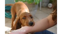 Trách nhiệm bồi thường thiệt hại của người chiếm hữu, sử dụng trái pháp luật súc vật khi súc vật gây thiệt hại