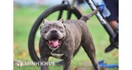 Trách nhiệm bồi thường thiệt hại của người thứ ba khi súc vật gây ra thiệt hại