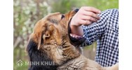  Áp dụng pháp luật vào giải quyết tranh chấp thực tiễn về bồi thường thiệt hại do súc vật gây ra ?