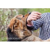  Áp dụng pháp luật vào giải quyết tranh chấp thực tiễn về bồi thường thiệt hại do súc vật gây ra ?