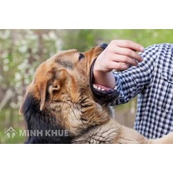  Áp dụng pháp luật vào giải quyết tranh chấp thực tiễn về bồi thường thiệt hại do súc vật gây ra ?