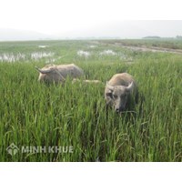 Vụ việc thực tế về việc xác định giữa trường hợp "súc vật gây thiệt hại" với "hành vi gây thiệt hại có liên quan đến súc vật"