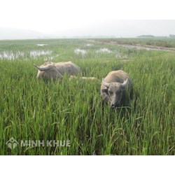 Vụ việc thực tế về việc xác định giữa trường hợp "súc vật gây thiệt hại" với "hành vi gây thiệt hại có liên quan đến súc vật"