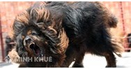 Điểm tương đồng và khác biệt giữa bồi thường thiệt hại do thú dữ gây ra với bồi thường thiệt hại do súc vật gây ra