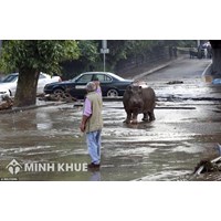 Thực trạng pháp luật và thực tiễn áp dụng pháp luật về trách nhiệm bồi thường thiệt hại do thú dữ gây ra