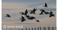 Bồi thường thiệt hại do các loài động vật không phải thú dữ và súc vật gây ra (các loài động vật khác gây ra)