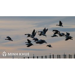 Bồi thường thiệt hại do các loài động vật không phải thú dữ và súc vật gây ra (các loài động vật khác gây ra)