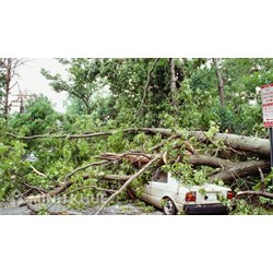 Khái niệm và đặc điểm cây cối gây bồi thường thiệt hại