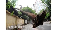 Cơ sở pháp lý của trách nhiệm bồi thường thiệt hại do cây cối gây ra