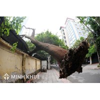 Cơ sở pháp lý của trách nhiệm bồi thường thiệt hại do cây cối gây ra