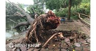 Trường hợp phát sinh trách nhiệm bồi thường thiệt hại do cây cối gây ra