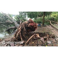 Trường hợp phát sinh trách nhiệm bồi thường thiệt hại do cây cối gây ra