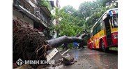 Chủ thể chịu bồi thường thiệt hại do cây cối gây ra