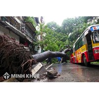 Chủ thể chịu bồi thường thiệt hại do cây cối gây ra