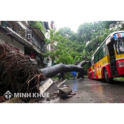 Chủ thể chịu bồi thường thiệt hại do cây cối gây ra