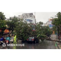 Căn cứ loại trừ trách nhiệm bồi thường thiệt hại do cây cối gây ra 