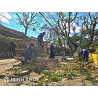 Thực tiễn bồi thường thiệt hại do cây cối gây ra