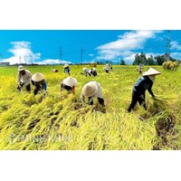 Thủ tục đăng ký hợp tác xã và mẫu giấy đề nghị đăng ký kinh doanh hợp tác xã 