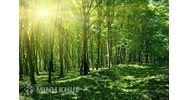 Khai thác rừng trái phép thì bị xử lý như thế nào? bao nhiêu năm tù?
