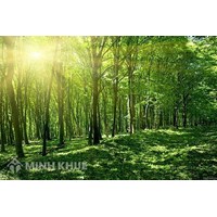 Khai thác rừng trái phép thì bị xử lý như thế nào? bao nhiêu năm tù?