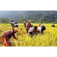 Chính sách hỗ trợ giảm nghèo tại Việt Nam hiện nay