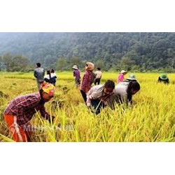 Chính sách hỗ trợ giảm nghèo tại Việt Nam hiện nay