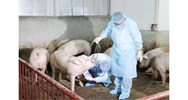 Tội làm lây lan dịch bệnh nguy hiểm cho động vật, thực vật Điều 241 BLHS