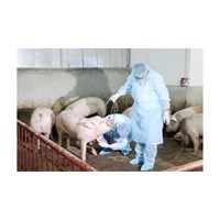 Tội làm lây lan dịch bệnh nguy hiểm cho động vật, thực vật Điều 241 BLHS