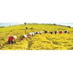 Giá trị tiềm năng, bản chất của tri thức truyền thống, sở hữu trí tuệ và quyền con người?