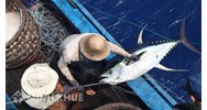 Dùng thuốc nổ để đánh bắt thủy hải sản có thể bị án phạt tù?