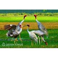 Săn bắt động vật nguy cấp, quý, hiếm có thể bị kết án hai mươi năm tù?