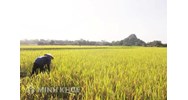 Những quan điểm mới khi phân tích tội nhập khẩu, phát tán các loài ngoại lai xâm hại?