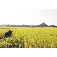 Những quan điểm mới khi phân tích tội nhập khẩu, phát tán các loài ngoại lai xâm hại?