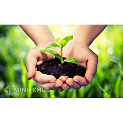 Xác lập quyền đối với giống cây trồng và những vấn đề liên quan 