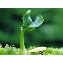 Đơn và thủ tục xử lý đơn đăng kí bảo hộ giống cây trồng 