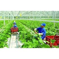 Hợp tác xã là gì? Đặc điểm và quy định pháp luật về quyền và nghĩa vụ của thành viên hợp tác xã