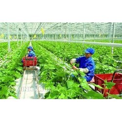 Hợp tác xã là gì? Đặc điểm và quy định pháp luật về quyền và nghĩa vụ của thành viên hợp tác xã