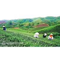 Bất cập trong quy định pháp luật về quản lý, sử dụng đất tại các nông, lâm trường