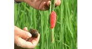 Sinh vật ngoại lai xâm hại là gì? Kiểm soát sự du nhập của sinh vật ngoại lai