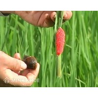 Sinh vật ngoại lai xâm hại là gì? Kiểm soát sự du nhập của sinh vật ngoại lai