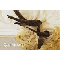 Tư vấn về thù tục pháp lý khi kinh doanh "chim yến"