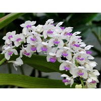 Tố cáo hành vi mua bán "hoa lan" vi phạm thỏa thuận ban đầu