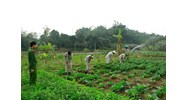 Hoãn chấp hành hình phạt tù, tạm định chỉ chấp hành hình phạt tù và nội dung của hình phạt cải tạo không giam giữ?
