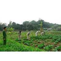 Hoãn chấp hành hình phạt tù, tạm định chỉ chấp hành hình phạt tù và nội dung của hình phạt cải tạo không giam giữ?