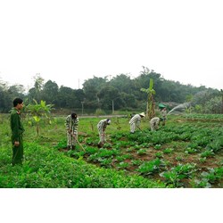 Hoãn chấp hành hình phạt tù, tạm định chỉ chấp hành hình phạt tù và nội dung của hình phạt cải tạo không giam giữ?