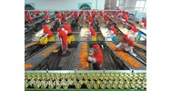 Khái niệm nông sản chế biến, hàng nông sản theo Hiệp định nông nghiệp của WTO