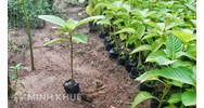 Nguyên tắc đối xử quốc gia và điều kiện công nhận (bảo hộ) nhà tạo giống theo UPOV