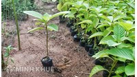 Nguyên tắc đối xử quốc gia và điều kiện công nhận (bảo hộ) nhà tạo giống theo UPOV