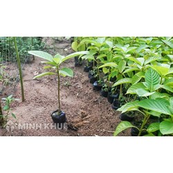 Nguyên tắc đối xử quốc gia và điều kiện công nhận (bảo hộ) nhà tạo giống theo UPOV