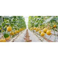 Điều ước quốc tế đa phương và song phương về sở hữu trí tuệ mà Việt Nam là thành viên